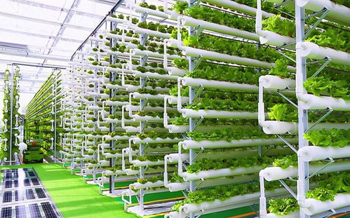菜農的黃昏 數字農業時代下，90%蔬菜將來自工廠化種植